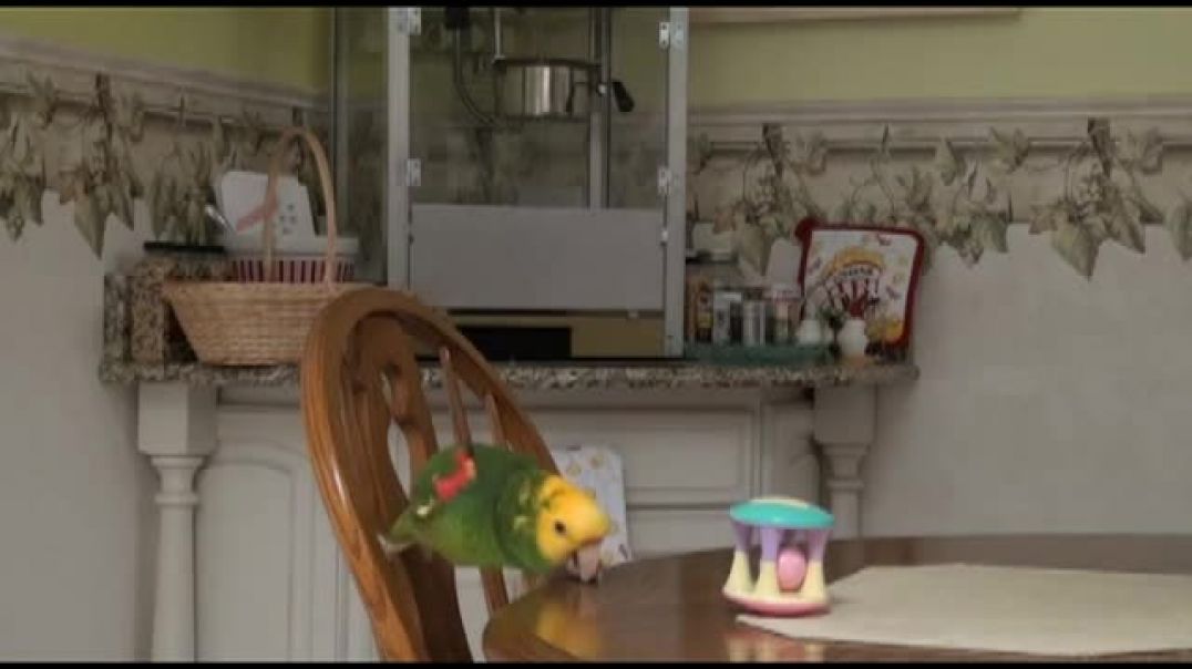 ⁣Marley The Amazon Parrot talks and sings