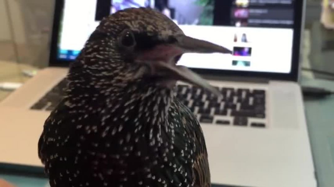Stella the Starling Bird Talking and whistling to the Camera