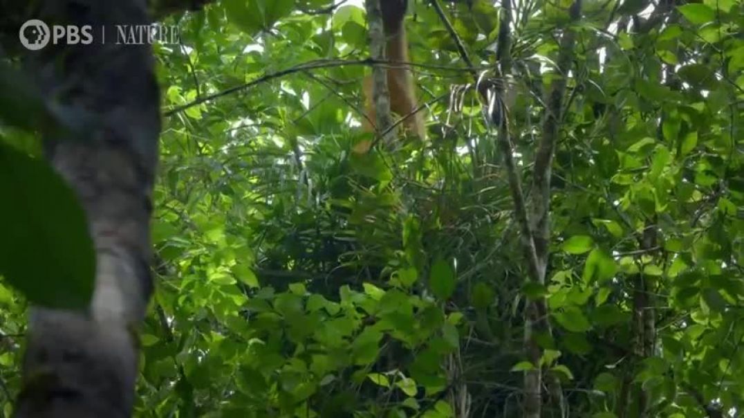 ⁣New Orangutan Species Filmed for First Time