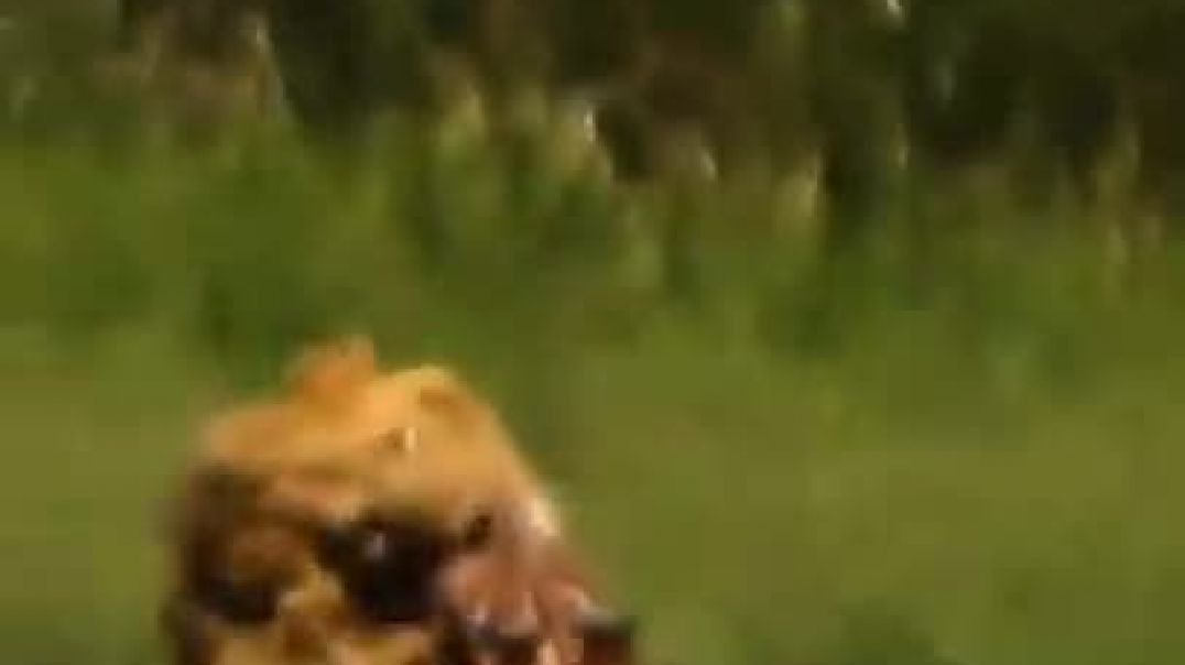 ⁣Rare footage of a single lion killing an adult giraffe   Kenya