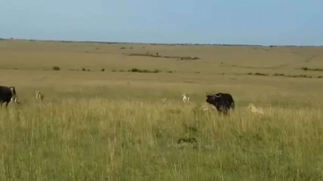 Lone Buffalos Unbelievable Stand! Summoning Buffalo Allies to Deliver Lions a Lesson in Teamwork!