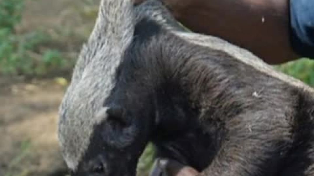 The Incredible Traits of the Honey Badger