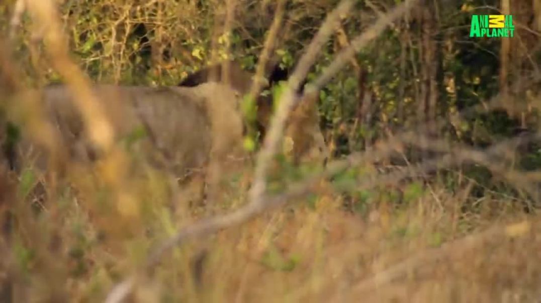 Lions of Sabi Sands - Episode 3   The Six Gangsters