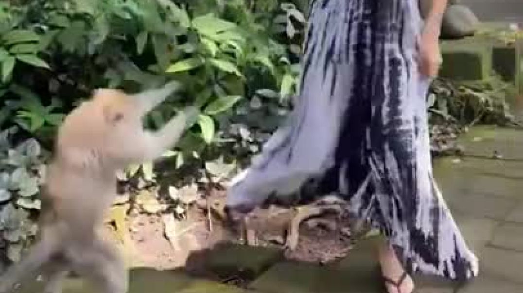 ⁣Naughty Monkey Steals Woman’s Purse #shorts