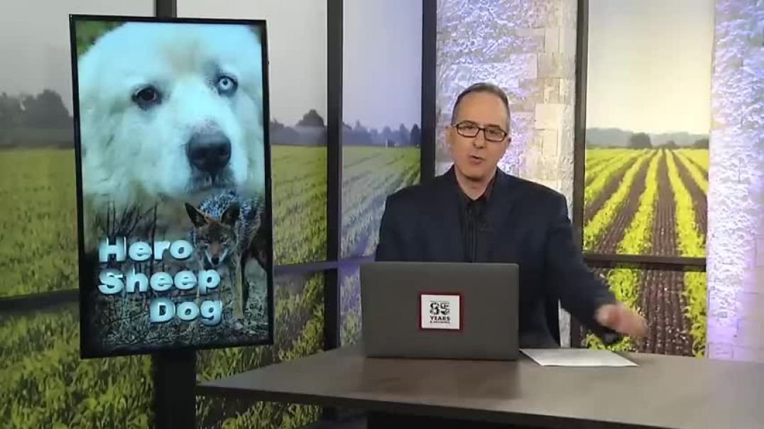 Georgia Sheep Dog Heroically Saves Flock From A Dozen Coyotes