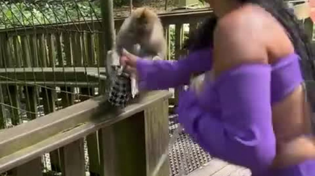 ⁣Cheeky monkey steals woman's purse in Bali