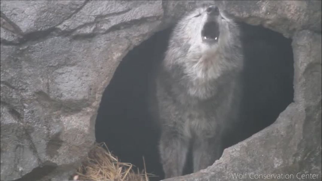 ⁣Black Wolf Howls to the Thunder