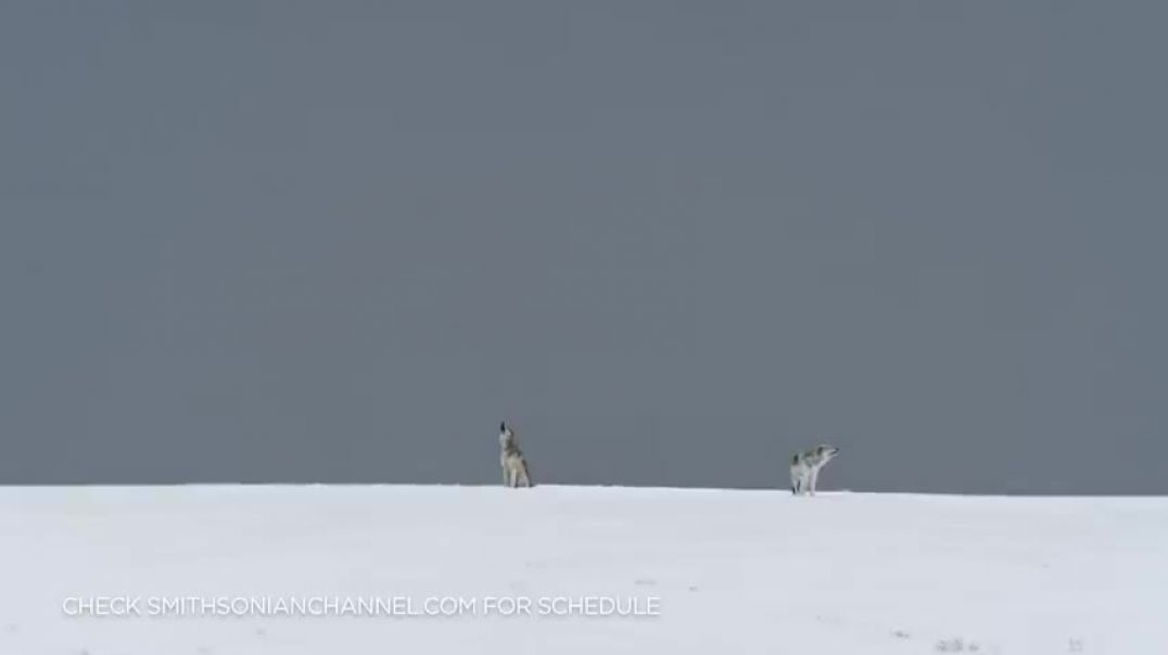 This Lone Wolf Weighs Up a Solo Attack on an Injured Elk Epic Yellowstone   Smithsonian Channel