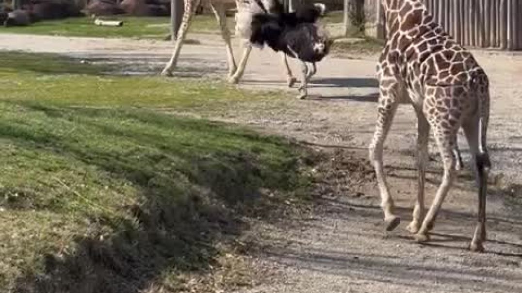 ⁣Giraffe Is Done With Ostrich's Antics ViralH