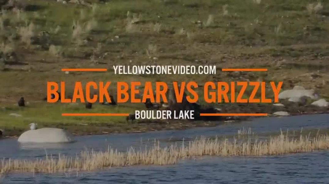 Black Bear takes on a Grizzly over a dead bison - Yellowstone National Park, Boulder Lake