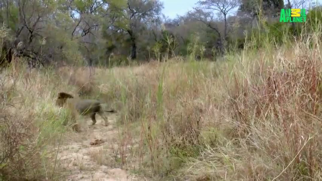 Lions of Sabi Sands - Episode 8   New King of the West