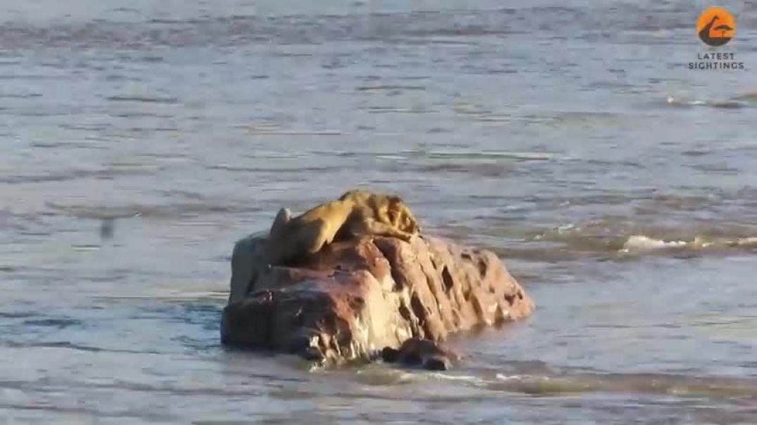 Stranded Lion Gets Surrounded & Attacked by Hippos