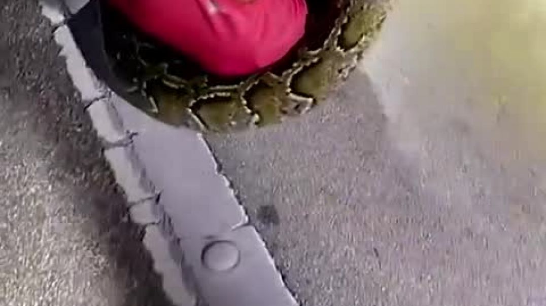 ⁣Python hunters wrestle 19-foot-long record-breaking snake #Shorts