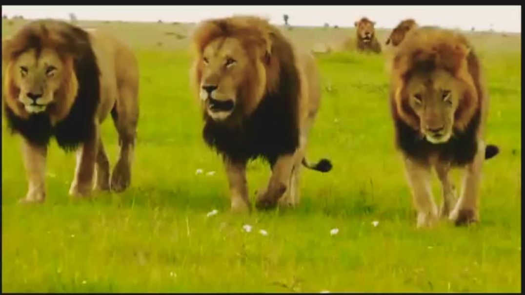 ⁣RISE AND FALL OF NOTCH COALITION OF MALE LIONS - THE NOTCH COALITION MINI DOCUMENTARY