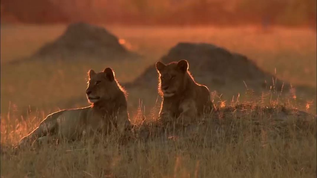 ⁣Most Savage Pack Of Lion Brothers   The Lions Of Sabi Sands