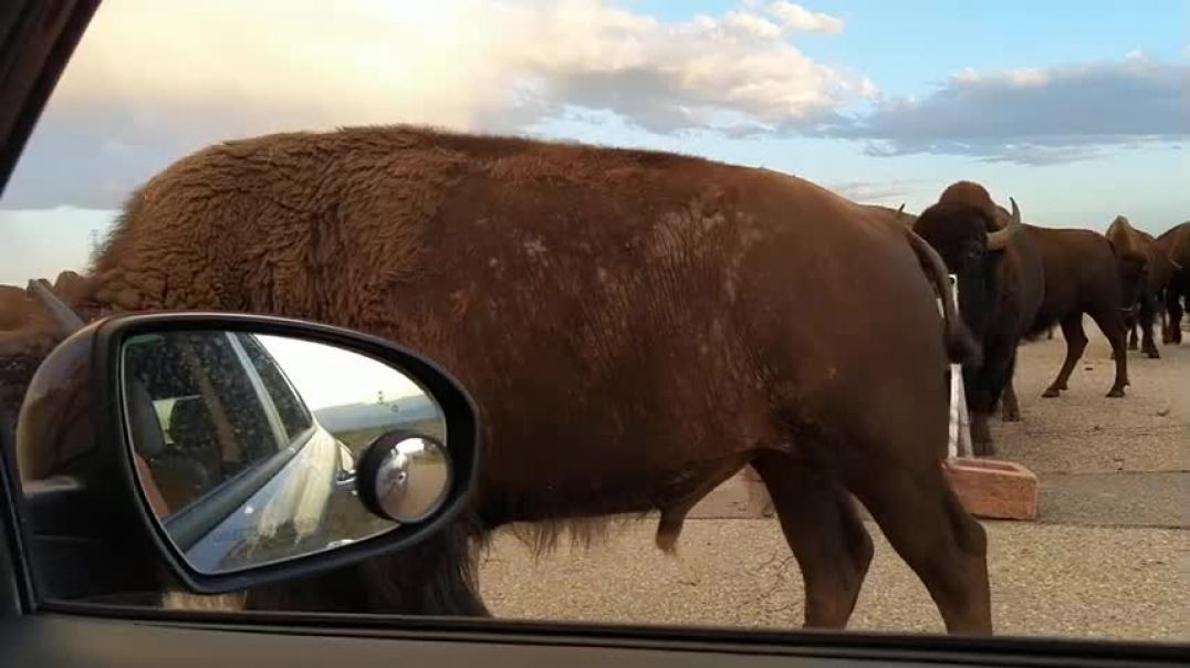 Bison Buffalo vs Car Encounter at Rocky Mountain Arsenal National Wildlife Refuge - Denver, Colorado