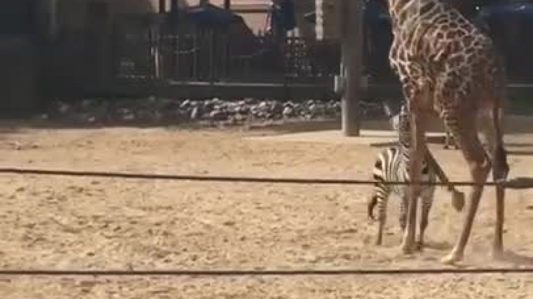 ⁣Giraffe vs Zebra at The Houston Zoo