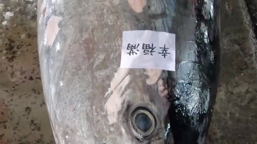 ⁣Knife Cuts 600lb Giant Bluefin Tuna like Butter