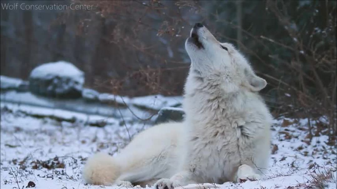 ⁣Beautiful Wolf, Beautiful Howl