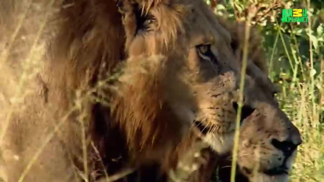 Lions of Sabi Sands - Episode 9   The End of the Mapogos