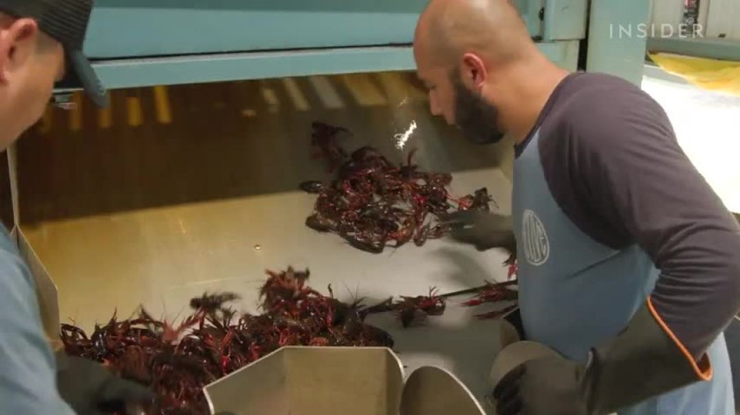 ⁣How A Louisiana Crawfish Company Harvests 60,000 pounds A Day   Big Business   Insider Business
