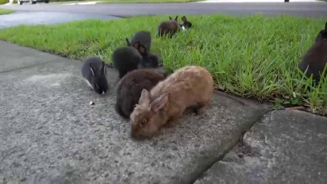 Why Rabbits Have Invaded One Neighborhood
