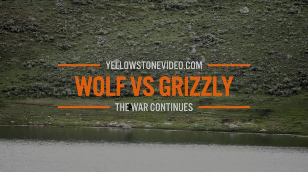 ⁣Grizzly Bear takes on a Wolf over a dead bison - the war continues. Yellowstone National Park