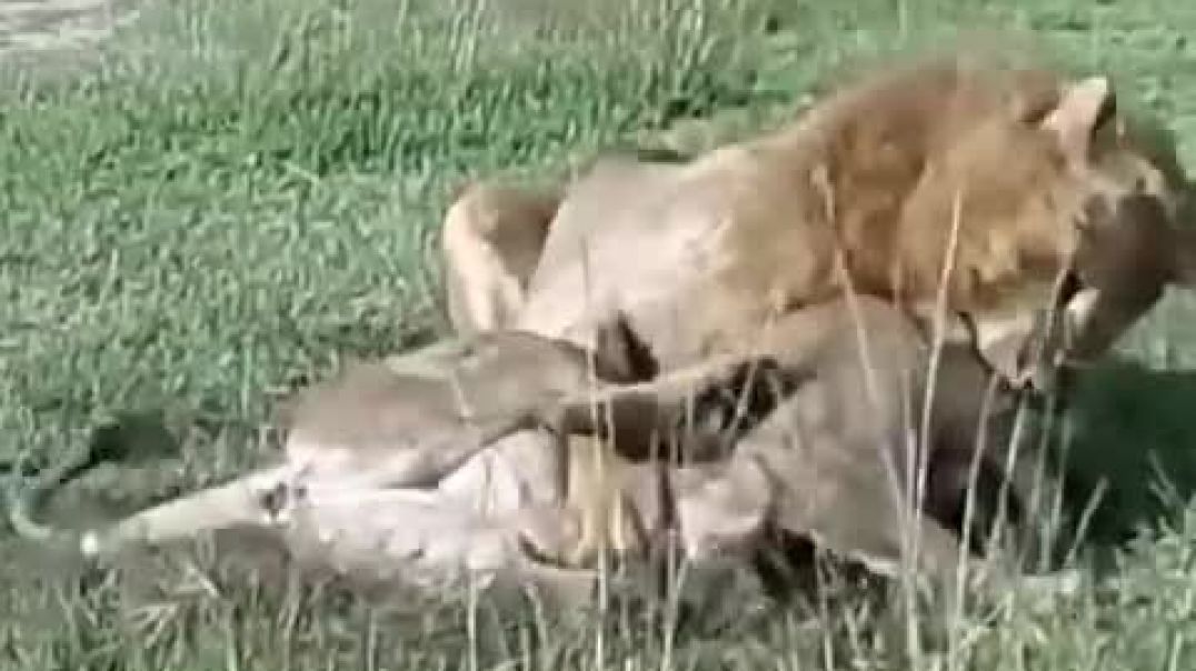 This Male Lion Brutally Kills a Young Lioness