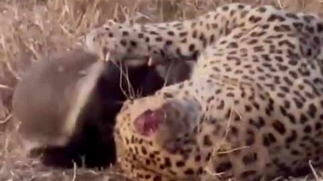 ⁣Honey Badger Tries Escaping Leopard's Grip