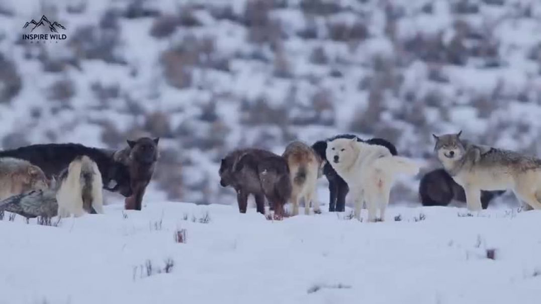 ⁣24 Yellowstone Wolves Hunting Bison   Wildlife in 4K   Inspire Wild Media