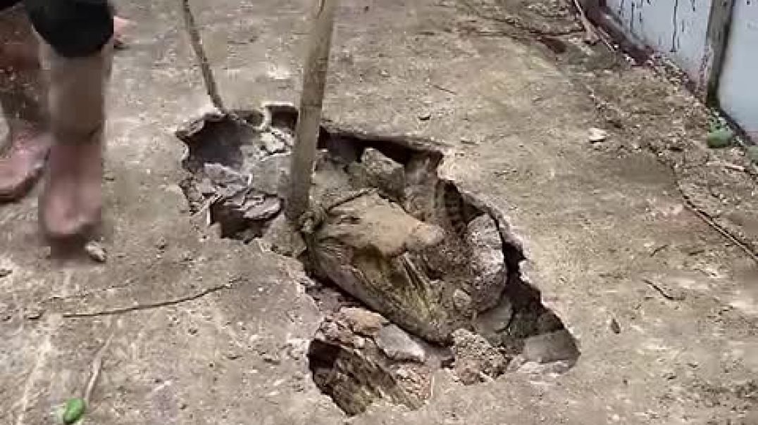 ⁣Smart Crocodile dig tunnel to escape