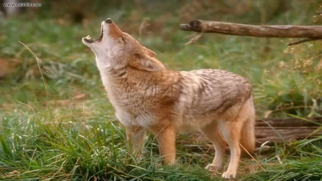 ⁣15 minutes of coyote sounds