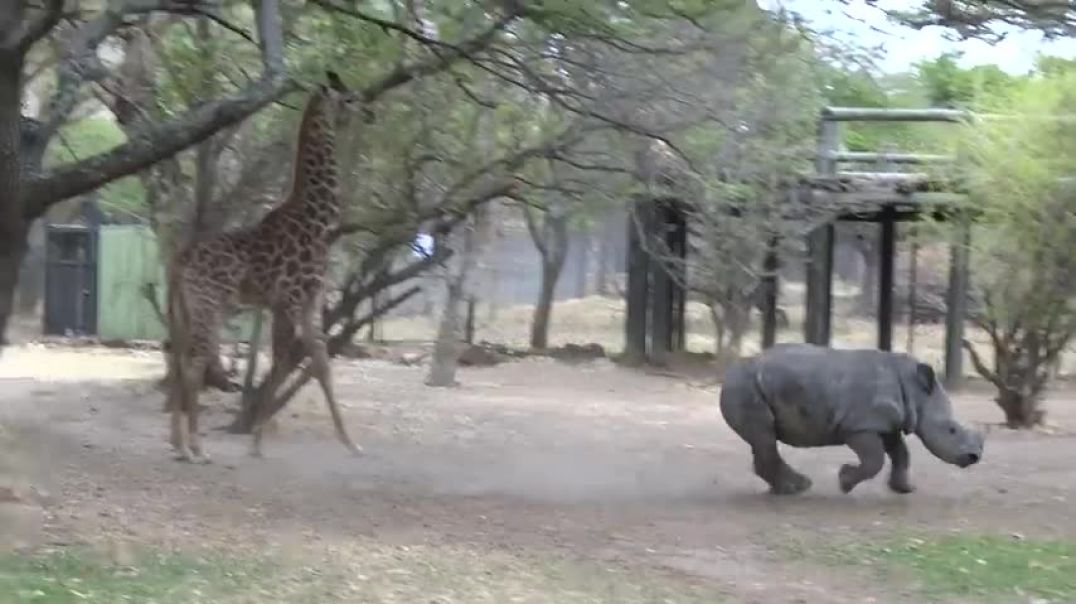 A giraffe kicked a naughty rhino (ORIGINAL VIDEO)
