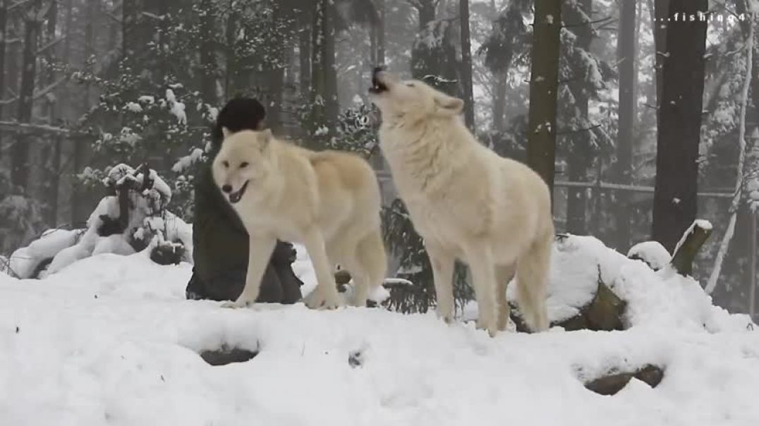 Howling Wolves - Heulende Wölfe