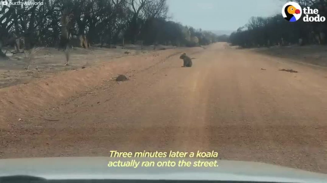 ⁣Hungry Koala Walks Up To Couple Asking For Help   The Dodo
