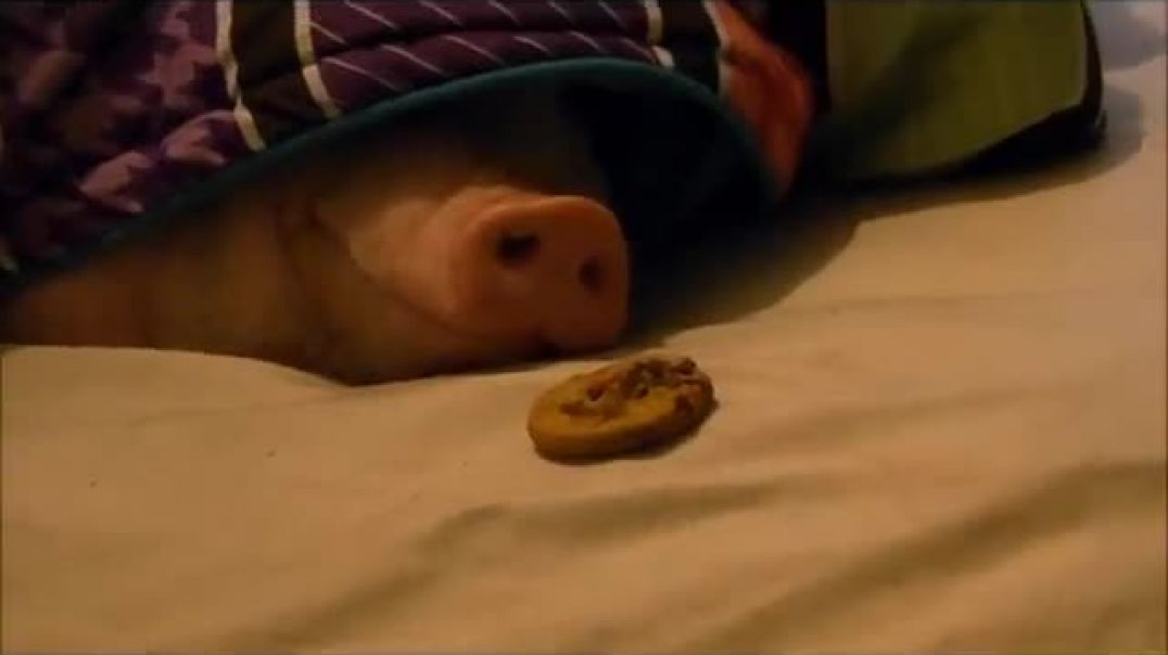 Sleeping Pig Wakes Up for a Cookie!