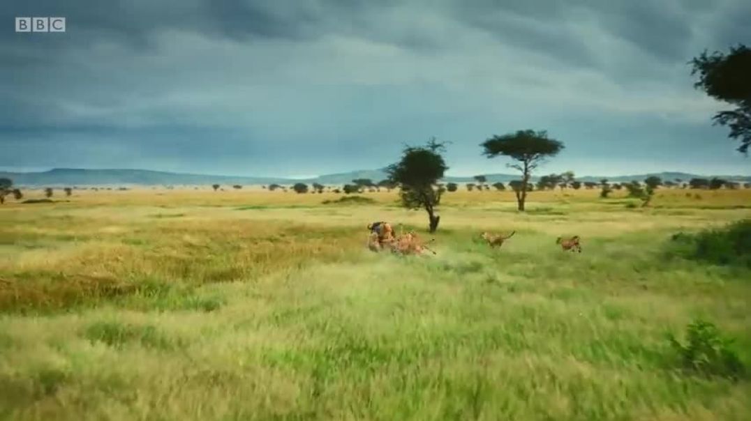 Lion pride works together to hunt buffalo Serengeti II - BBC