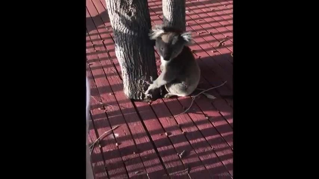 ⁣Unforgettable encounter with super cute Koala wanting kisses, cuddles... and water