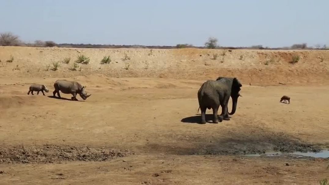 Rhino with calf faces off with an elephant