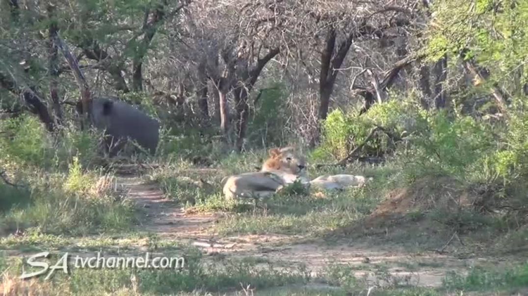 ⁣Wild Encounter Rhinos Stir Sleeping Lions