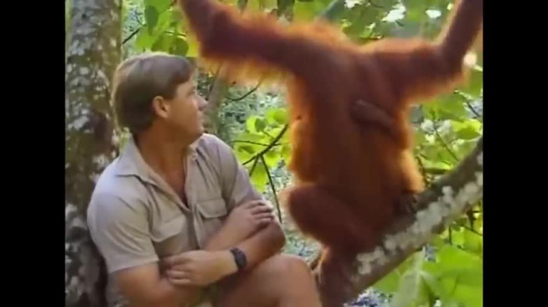 ⁣Crocodile Hunter Steve Irwin Has Emotional Encounter With Mother Orangutan