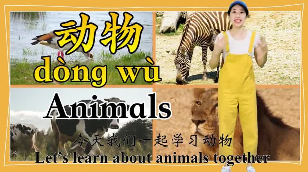 ⁣学中文   Learn about Animals and Insects in Chinese   动物   昆虫