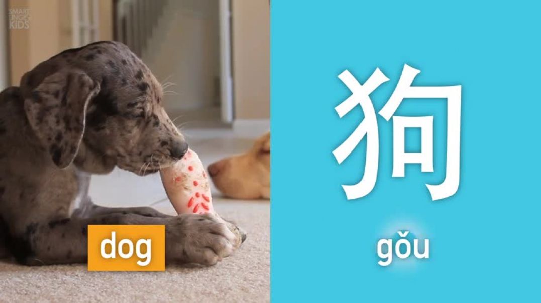 Learn to Speak Mandarin Animal Flashcards [Slow] for Kids