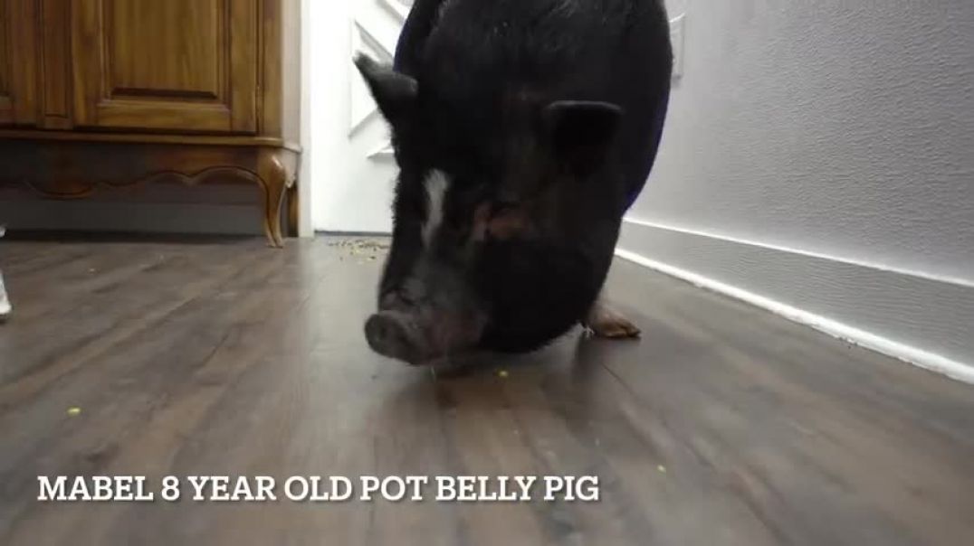 Dramatic Pot Belly Pig at the dog groomers