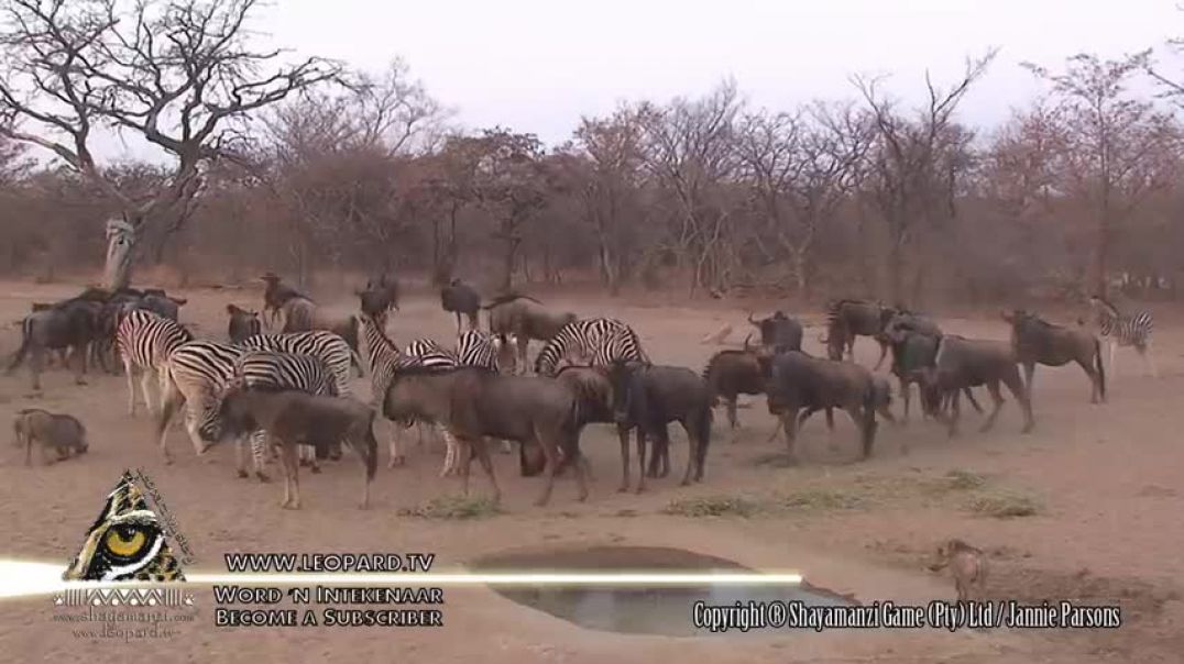 Zebra knocks out wildebeest with a single kick!