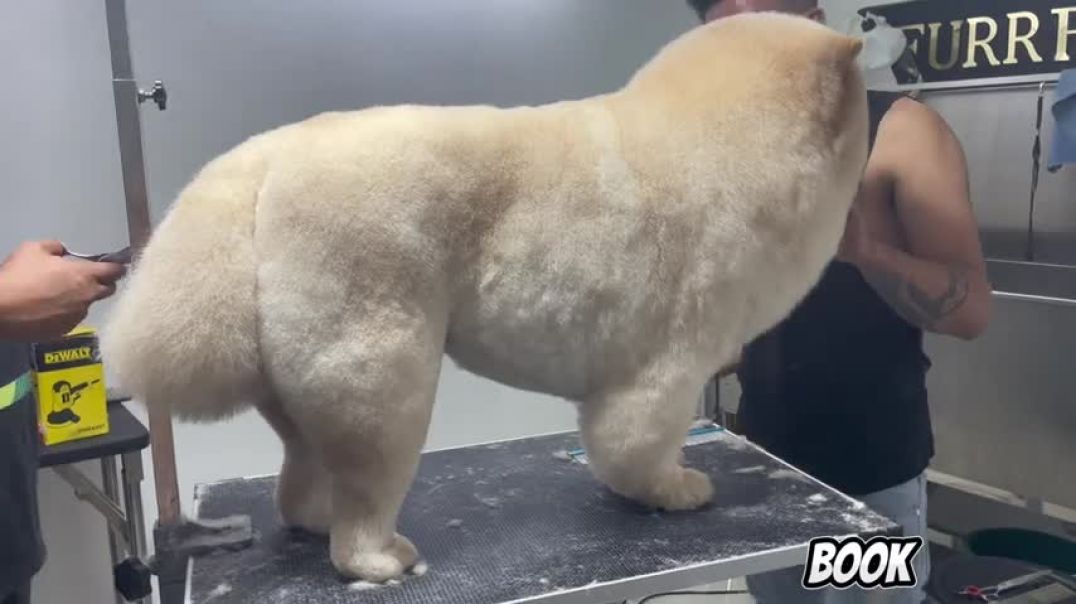 Chow chow Grooming finishing round fluffy bear ball