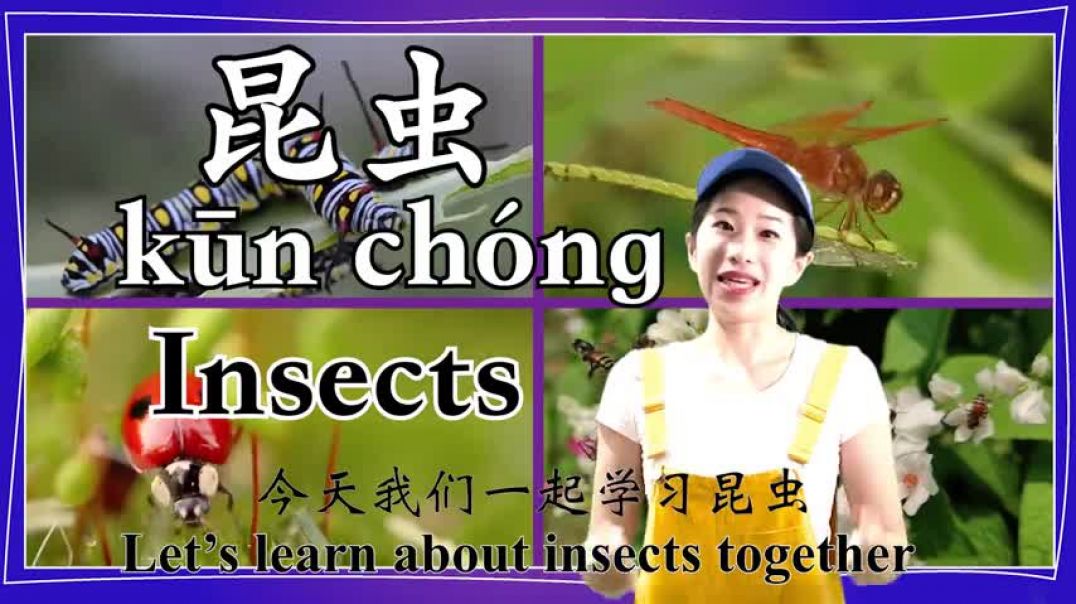 ⁣学中文   Learn about Insects in Mandarin Chinese   昆虫   教育