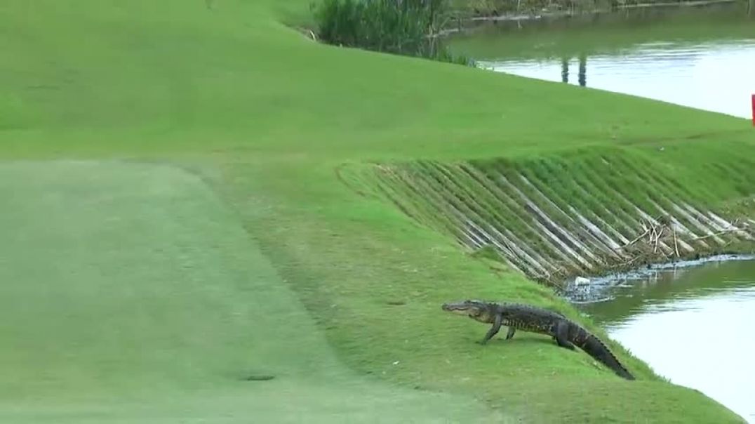 ⁣Best of Alligator encounters at the Zurich Classic