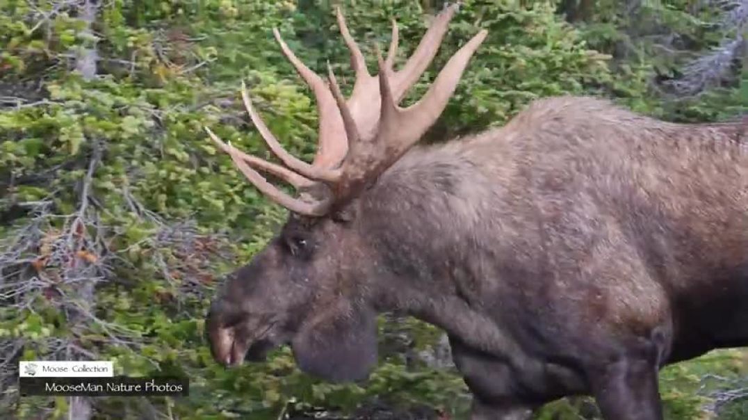 ⁣Swagger Takes On Giant 70 Inch Bull Moose #giantbullmoose