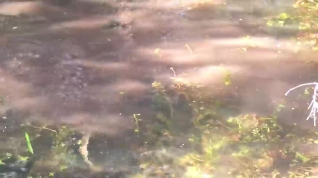 Video Watch a python fight and strangle an alligator